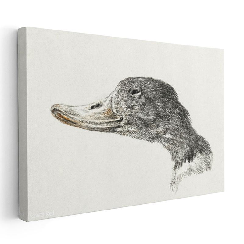 Ördek Portresi - Zarif Karakalem Çalışması Kanvas Tablo