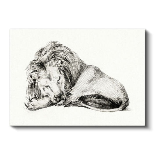 Dinlenen Aslan - Uyku Anında Yaban Hayatı Kanvas Tablo