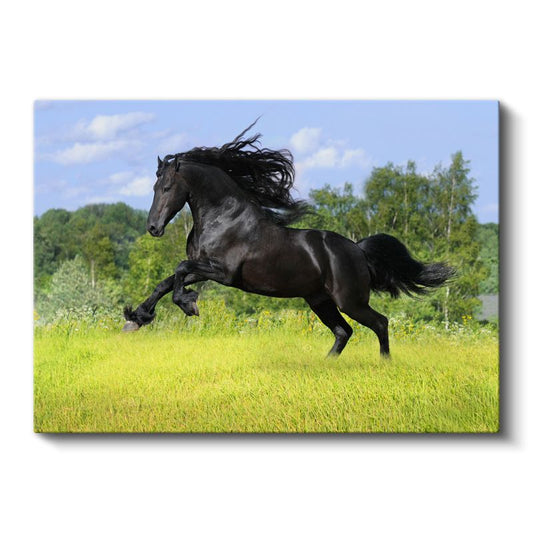 Siyah Aygır - Çayırda Özgür Koşu Kanvas Tablo