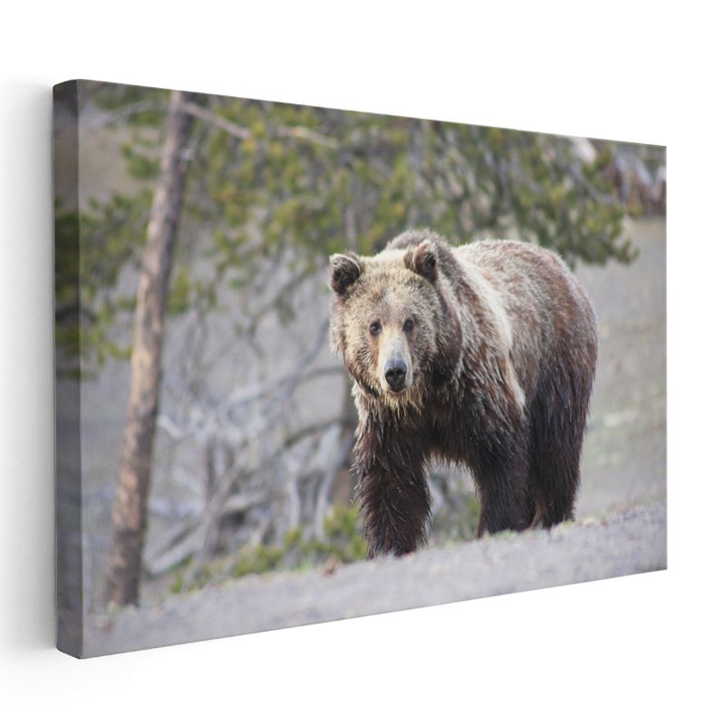 Boz Ayı - Vahşi Doğada Güçlü Duruş Kanvas Tablo