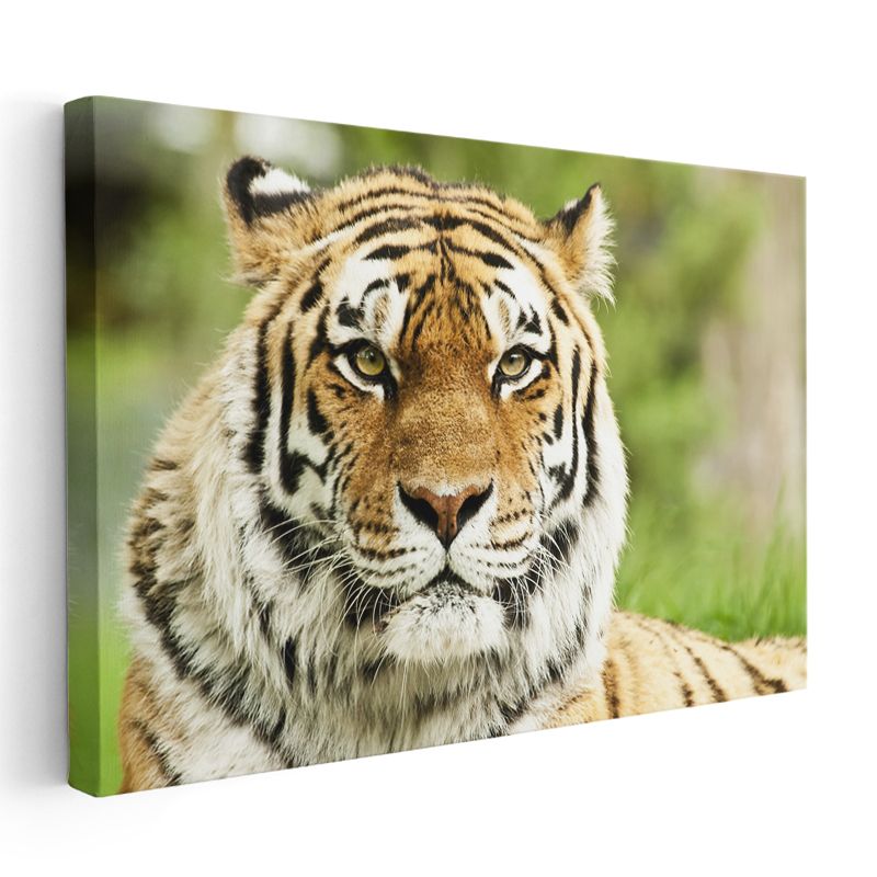 Bengal Kaplanı - Keskin Bakışlı Yırtıcı Portresi Kanvas Tablo