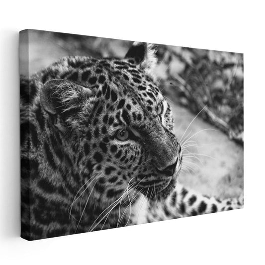 Leopar Portresi - Siyah Beyaz Vahşi Kedi Kanvas Tablo