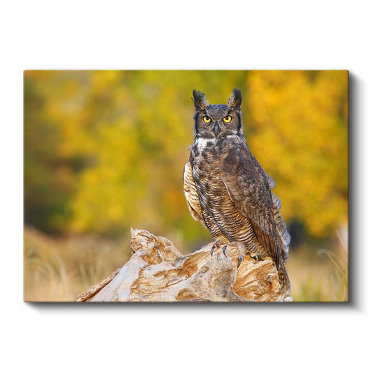 Puhu Baykuşu - Sarı Gözlü Gece Avcısı Kanvas Tablo