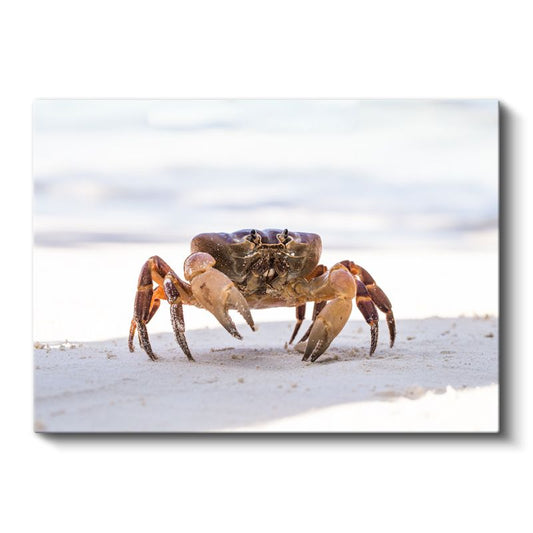 Kumda Yengeç - Sahilde Yaşam Mücadelesi Kanvas Tablo