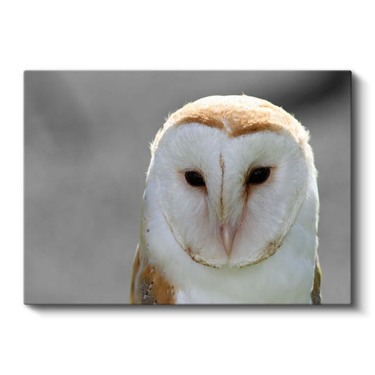 Peçeli Baykuş - Bilgeliğin Sembolü Kanvas Tablo