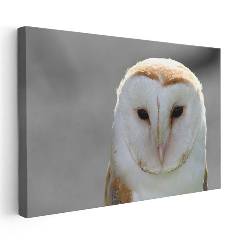 Peçeli Baykuş - Bilgeliğin Sembolü Kanvas Tablo