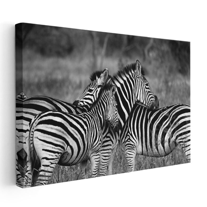 Zebra Sürüsü - Savanada Siyah Beyaz Uyum Kanvas Tablo