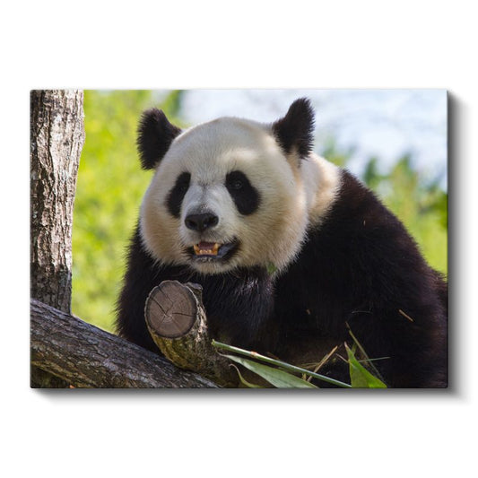 Meraklı Panda - Ağaç Dalında Sevimli Dostumuz Kanvas Tablo