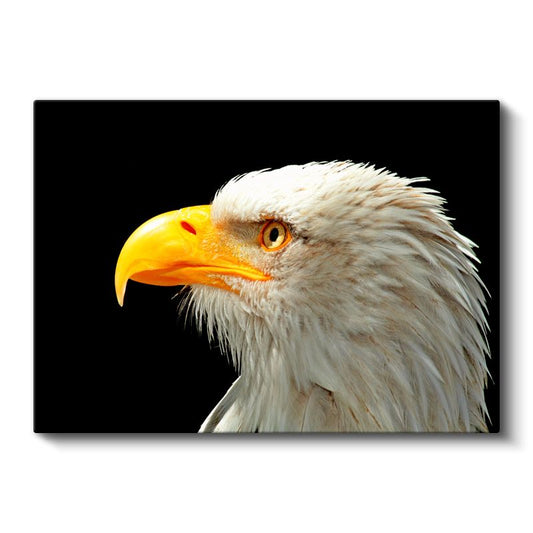 Kartal Portresi - Karanlıkta Parlayan Keskin Bakışlar Kanvas Tablo