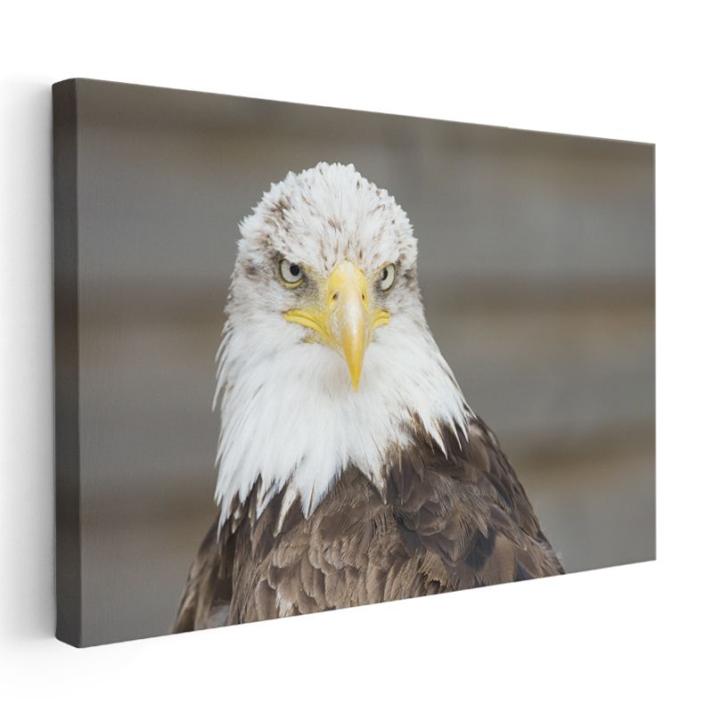 Kel Kartal - Gururlu Duruşuyla Özgürlük Simgesi Kanvas Tablo