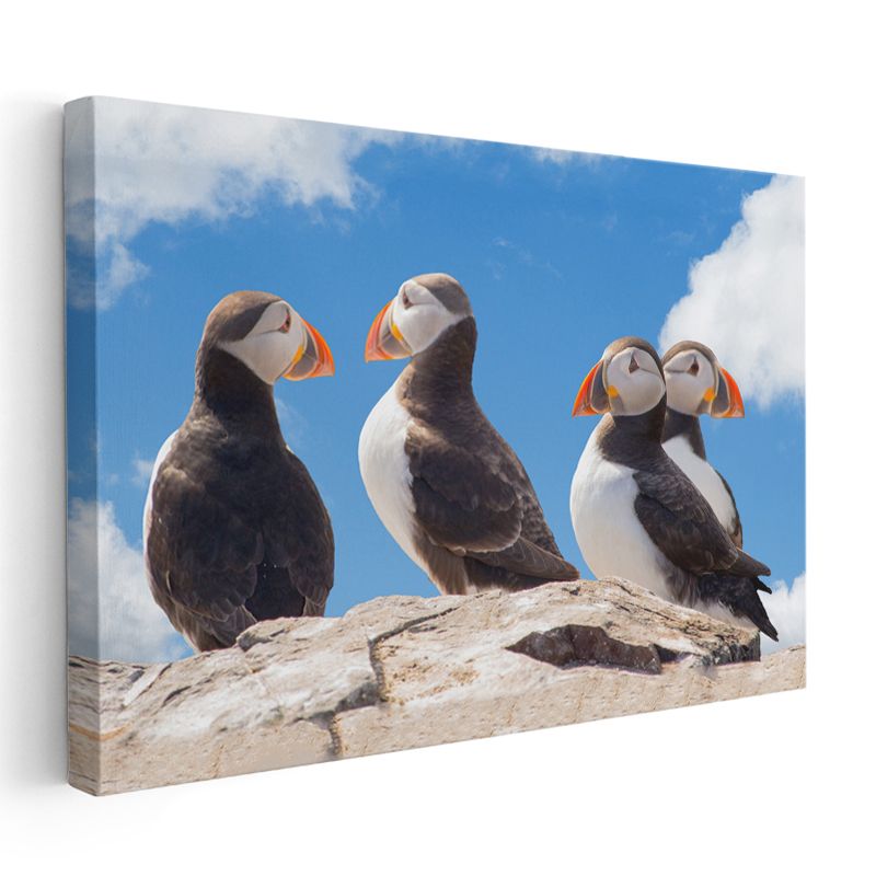 Atlantik Papağanları - Kayalıklarda Toplanan Renkli Deniz Kuşları Kanvas Tablo