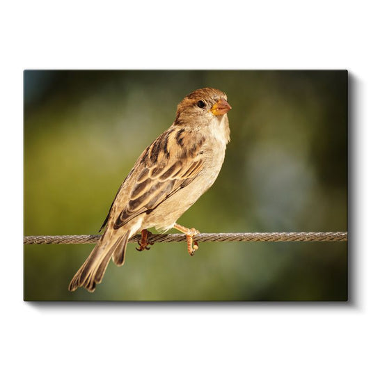 Serçe Kuşu - Tel Üzerinde Zarif Duruş Kanvas Tablo