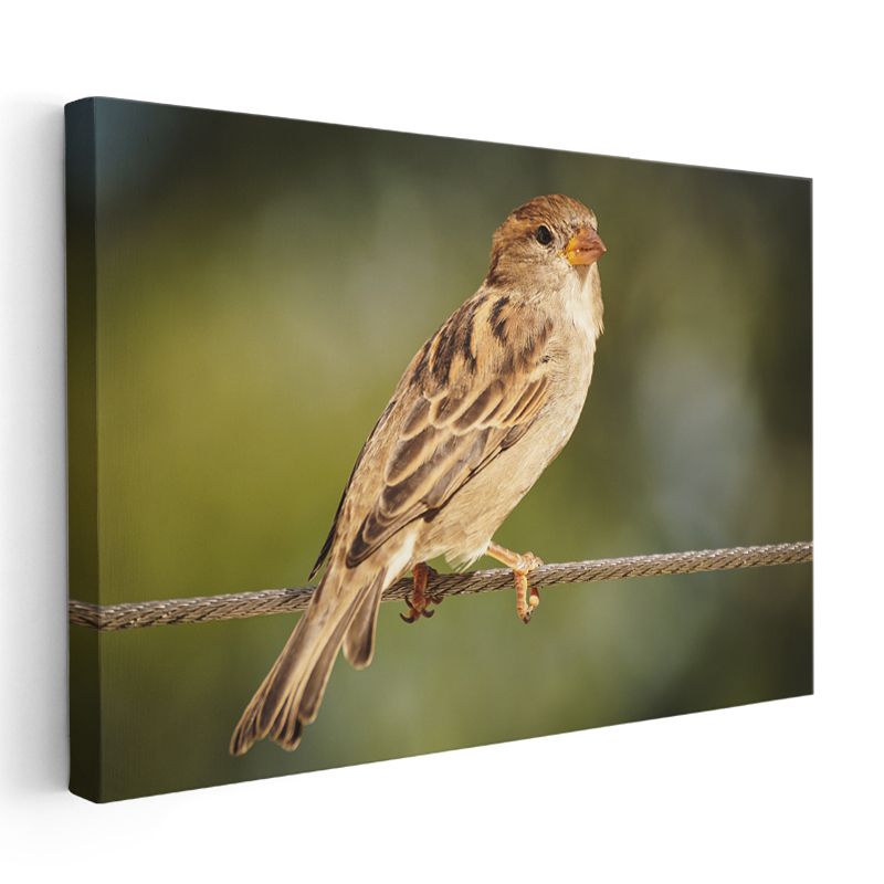 Serçe Kuşu - Tel Üzerinde Zarif Duruş Kanvas Tablo