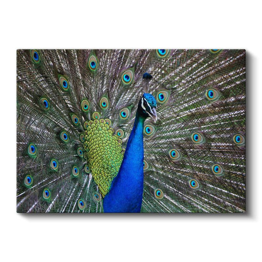 Tavus Kuşu - Göz Alıcı Tüyleriyle Doğanın Şöleni Kanvas Tablo