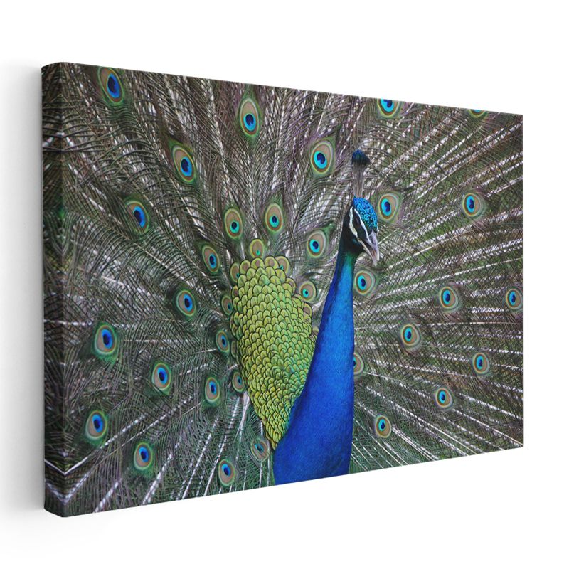 Tavus Kuşu - Göz Alıcı Tüyleriyle Doğanın Şöleni Kanvas Tablo