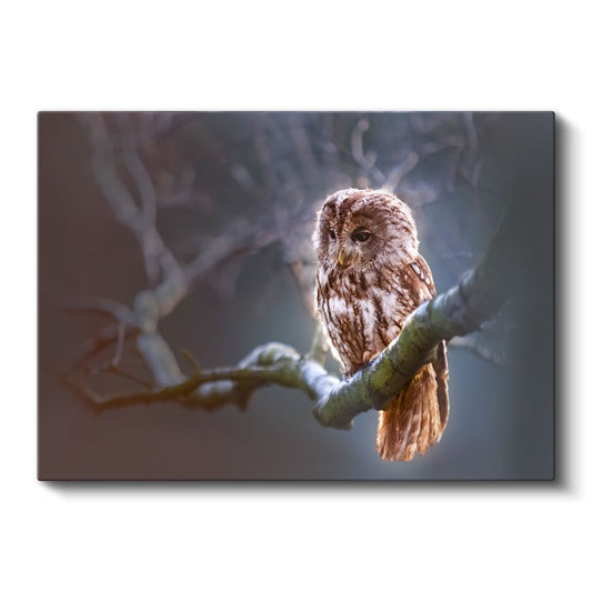 Orman Baykuşu - Ağaç Dalında Bilge Bakışlar Kanvas Tablo