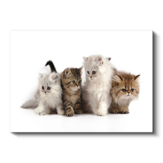 Yavru Kediler - Farklı Renklerde Sevimli Dörtlü Kanvas Tablo