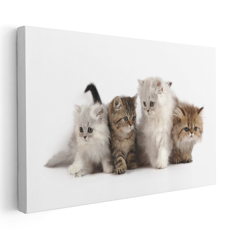 Yavru Kediler - Farklı Renklerde Sevimli Dörtlü Kanvas Tablo