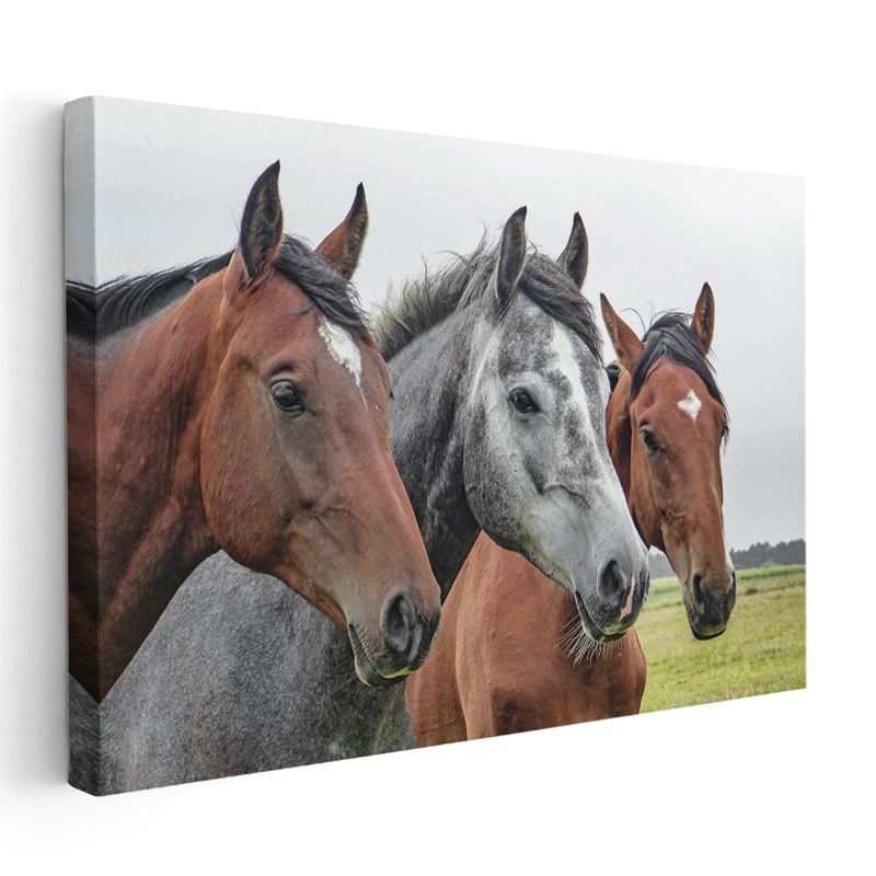 Asil Atlar - Üç Farklı Renkte Güçlü Dostlar Kanvas Tablo
