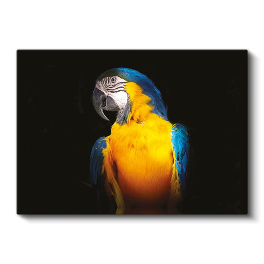 Ara Papağanı - Mavi ve Sarı Tüyleriyle Tropikal Güzellik Kanvas Tablo