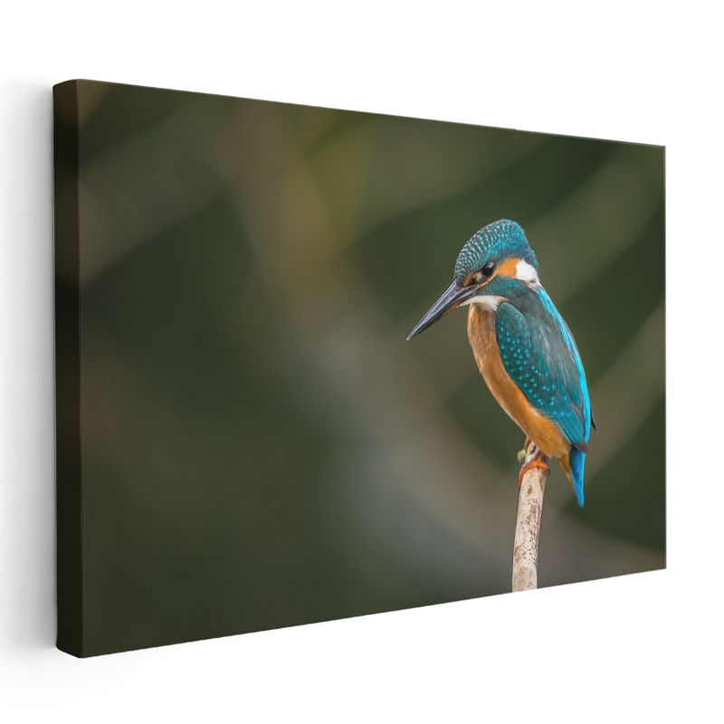 Yalıçapkını - Dal Üzerinde Bekleyen Renkli Avcı Kanvas Tablo