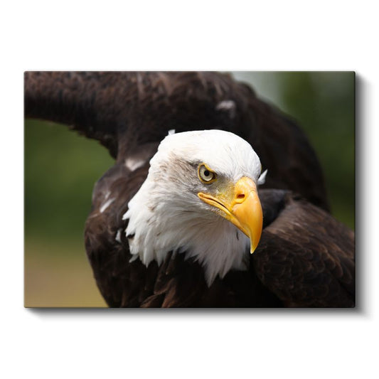 Kel Kartal - Keskin Bakışlı Özgürlük Simgesi Kanvas Tablo