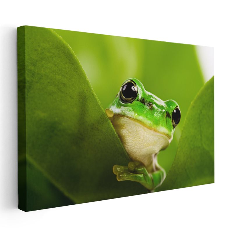 Yaprak Kurbağası - Yeşil Yaprakta Sakin Bekleyiş Kanvas Tablo