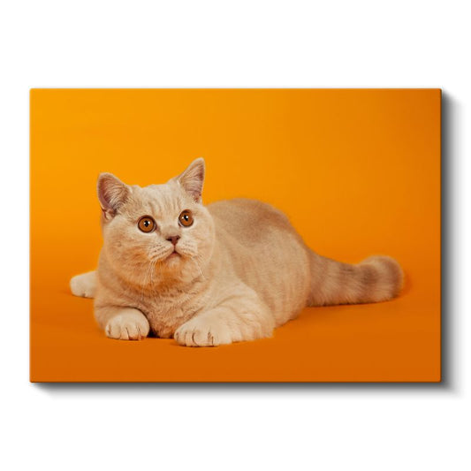 Krem Kedi - Turuncu Zeminde Zarif Duruş Kanvas Tablo