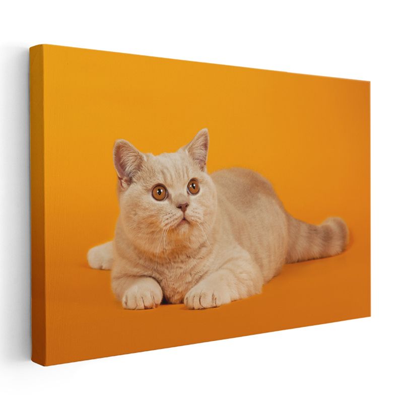 Krem Kedi - Turuncu Zeminde Zarif Duruş Kanvas Tablo