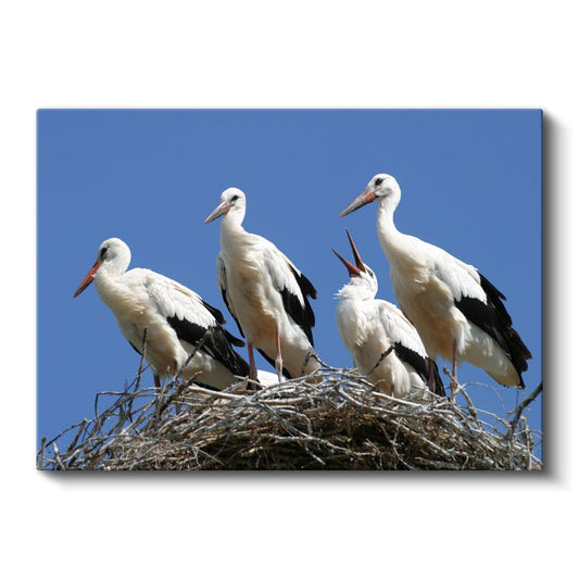 Leylek Ailesi - Yuvada Toplanan Beyaz Kanatlar Kanvas Tablo