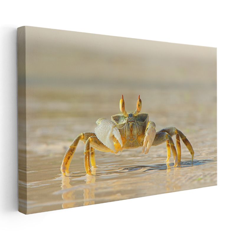 Kumsal Yengeci - Sığ Sularda Yürüyüş Kanvas Tablo