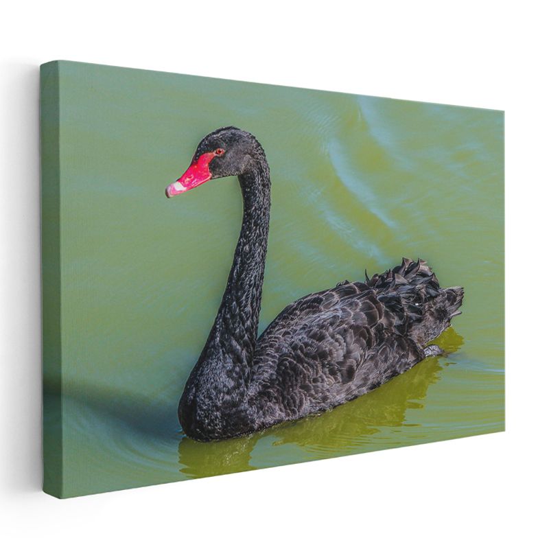 Siyah Kuğu - Yeşil Suda Zarif Yüzüş Kanvas Tablo