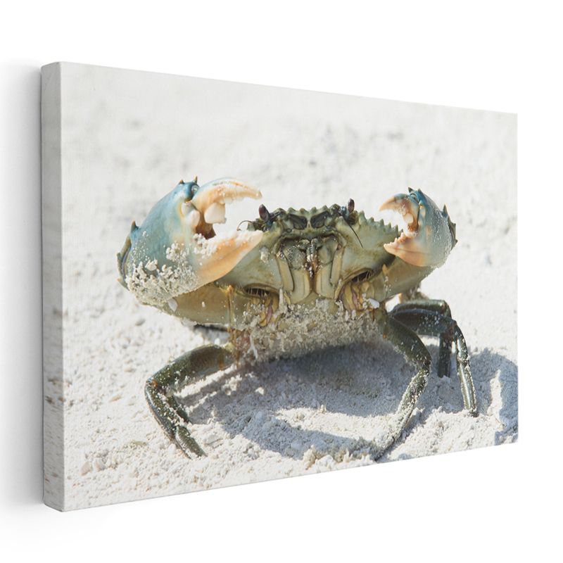 Mavi Yengeç - Beyaz Kumda Savunma Pozisyonu Kanvas Tablo