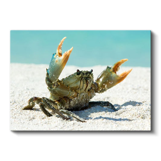 Sahil Yengeci - Kıskaçlarını Kaldırmış Cesur Duruş Kanvas Tablo