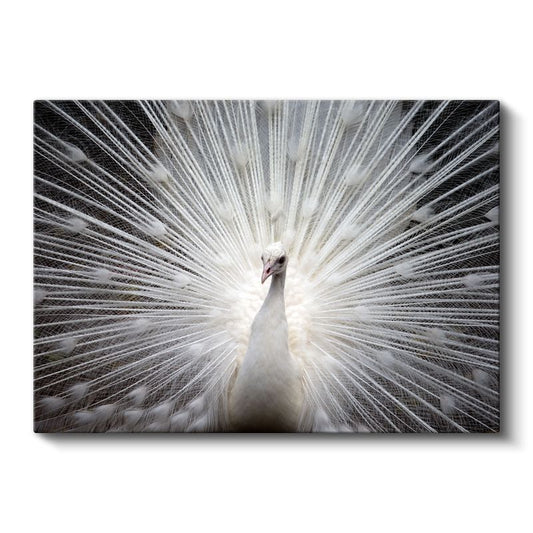 Beyaz Tavus Kuşu - Gösterişli Tüyleriyle Işıldayan Güzellik Kanvas Tablo