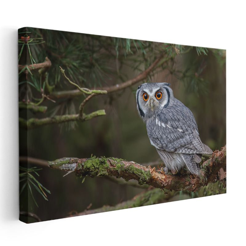 Küçük Baykuş - Çam Dalında Meraklı Bakışlar Kanvas Tablo