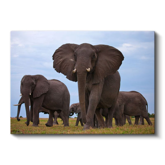 Fil Ailesi - Savanada Yürüyen Sürü Kanvas Tablo
