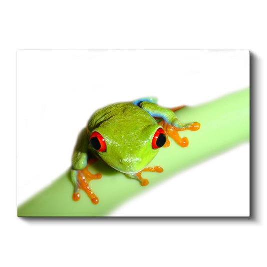 Ağaç Kurbağası - Yeşil Dalda Turuncu Ayaklı Dost Kanvas Tablo