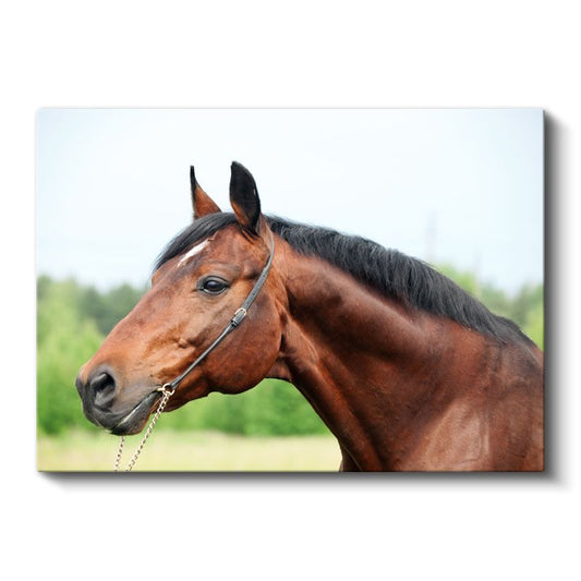 Kahverengi At - Asil Duruşlu Safkan Portresi Kanvas Tablo