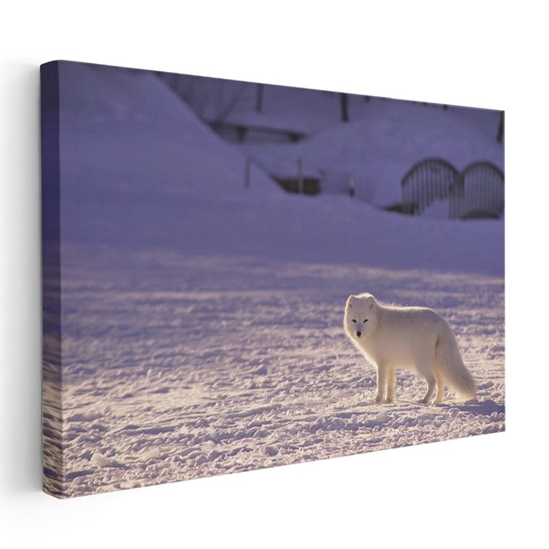 Kutup Tilkisi - Karlı Arazide Beyaz Avcı Kanvas Tablo