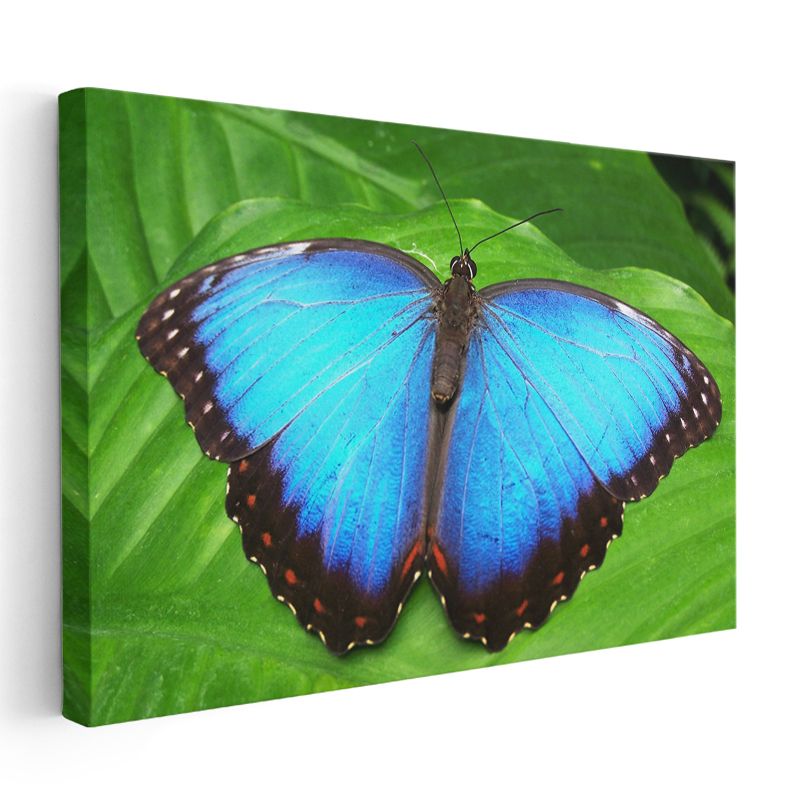Mavi Kelebek - Yaprak Üzerinde Göz Alıcı Kanatlar Kanvas Tablo