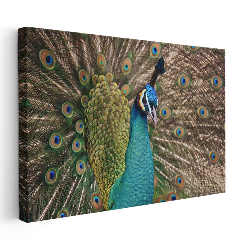 Tavus Kuşu Portresi - Mavi Görkemli Bakışlar Kanvas Tablo