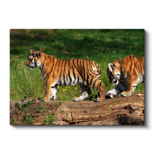 Kaplan Yavruları - Kütük Üzerinde Keşif Yapan İkili Kanvas Tablo