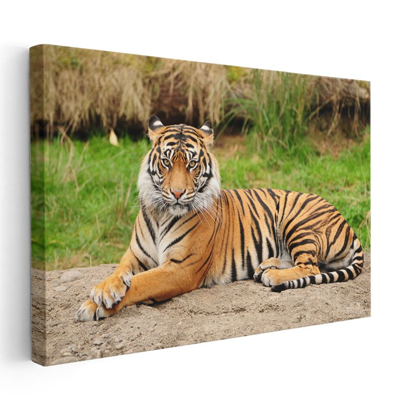 Bengal Kaplanı - Yeşil Çimende Dinlenen Çizgili Güzellik Kanvas Tablo