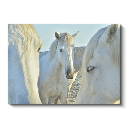 Beyaz At Sürüsü - Yakın Çekim Asil Bakışlar Kanvas Tablo
