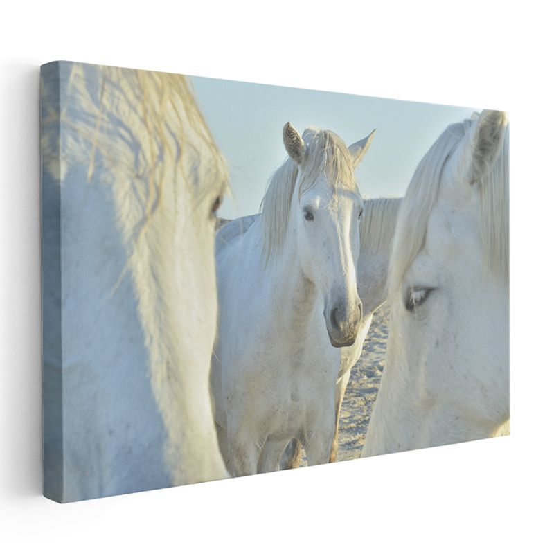 Beyaz At Sürüsü - Yakın Çekim Asil Bakışlar Kanvas Tablo