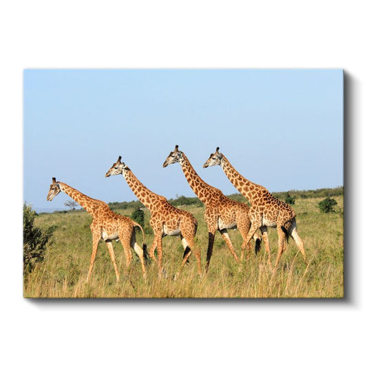 Zürafa Sürüsü - Savanada Yürüyen Dörtlü Kanvas Tablo