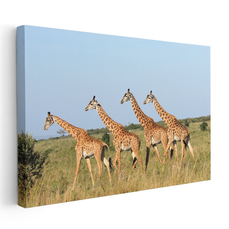Zürafa Sürüsü - Savanada Yürüyen Dörtlü Kanvas Tablo