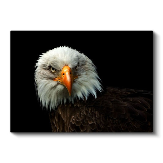 Kel Kartal - Keskin Bakışlı Özgürlük Simgesi Kanvas Tablo