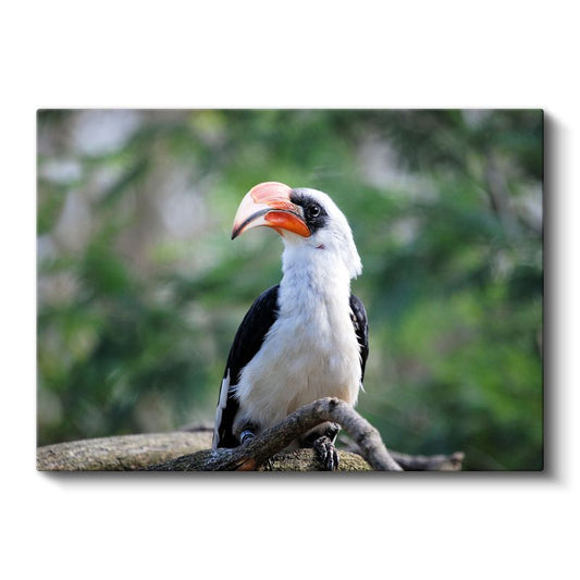 Boynuzlu Kuş - Dal Üzerinde Beyaz Göğüslü Avcı Kanvas Tablo